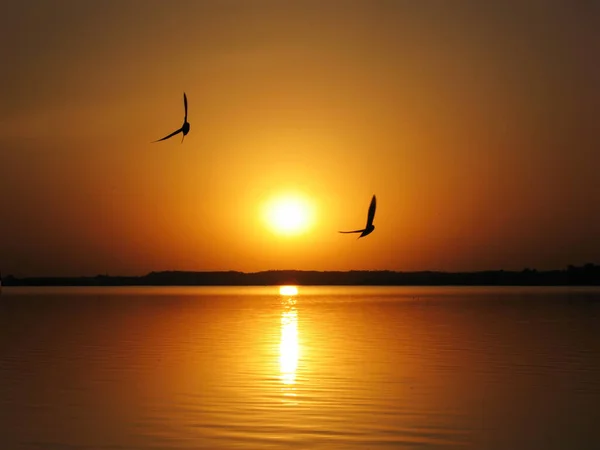 silhouette of two flying seagulls against the background of a yellow sunset on the sea on a hot summer evening
