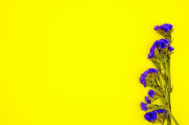 Sarı arka plan üzerinde mavi kır çiçekleri buketi. Metin eklemek için boş alan var.