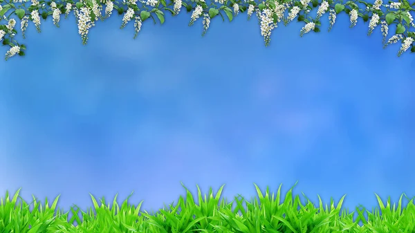 Ljus Tapet Med Blommande Grenar Fågel Körsbär Och Grönt Gräs — Stockfoto