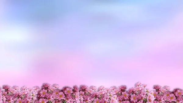 紫色蓝色背景墙纸上的洋红菊花及用于设计和装饰的背景 带有空格以插入文本 水平的 — 图库照片
