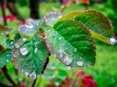 Gül yaprakları ve çiğ damlaları yakın çekim makro fotoğraf
