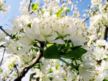 Beyaz kiraz çiçeği, şehir bahçesinde güzel beyaz çiçekler, yakın plan detaylandırılmış kiraz ağacı dalı. Beyaz sakura çiçekleri dalda çiçek açıyor, makro fotoğrafçılık.