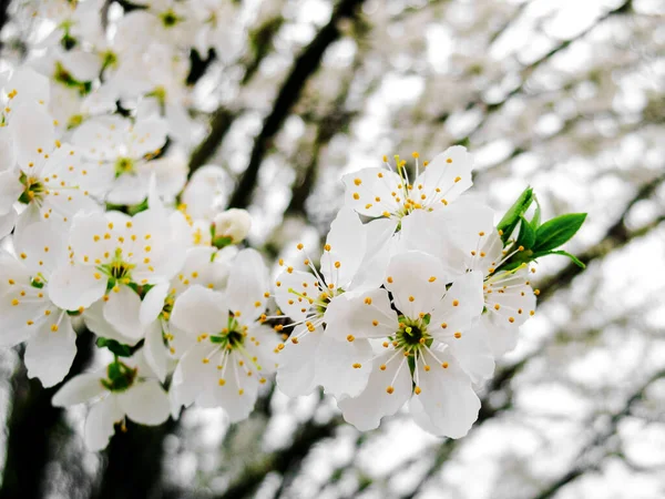 白梅花盛开 美丽的白梅花在城市花园 细密的李子枝条 白梅花开在枝条上 宏观摄影 — 图库照片