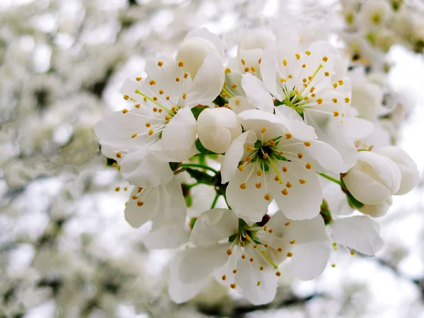 白梅花盛开 美丽的白梅花在城市花园 细密的李子枝条 白梅花开在枝条上 宏观摄影 — 图库照片