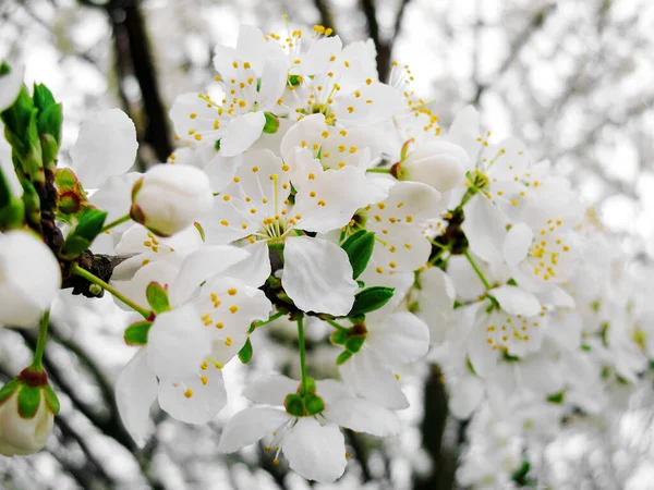 White plum blossom, beautiful white flowers in the urban garden, close-up detailed plum branch. White plum flowers in blossom on a branch, macro photography