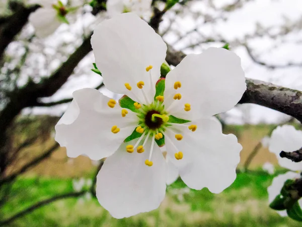 White plum blossom, beautiful white flowers in the urban garden, close-up detailed plum branch. White plum flowers in blossom on a branch, macro photography