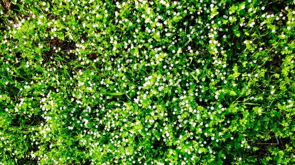 green lawn plants with white flowers Sagina subulata \