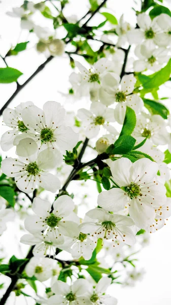 白色的樱花 城市花园中美丽的白花 特写的樱花枝条 在枝条上盛开的白色樱花 宏观摄影 — 图库照片