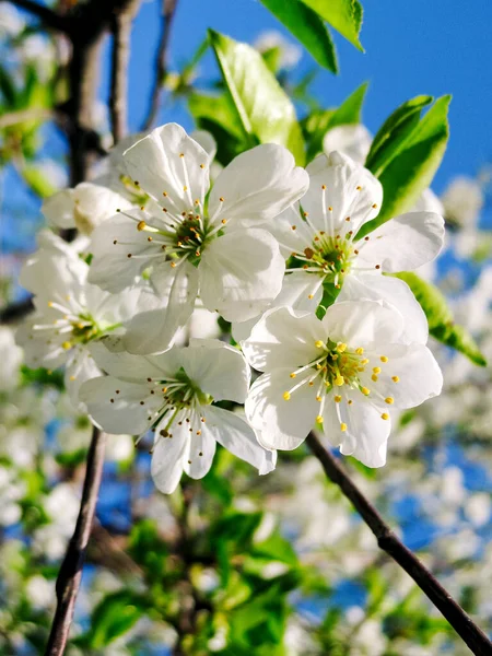 stock image White cherry blossom, beautiful white flowers in the city garden, close-up detailed cherry blossom branch. White sakura flowers in bloom on a branch, macro photography