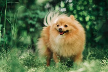 Pomeranian Spitz ağaçların ve çalıların yanındaki yeşil çimlerde poz veriyor. Güneşli bir günde, doğanın arka planına yakın bir köpek, Bokeh ile fotoğraf.