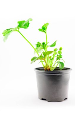 Beyaz arka planda, plastik bir kapta çiçekli çilek fideleri.