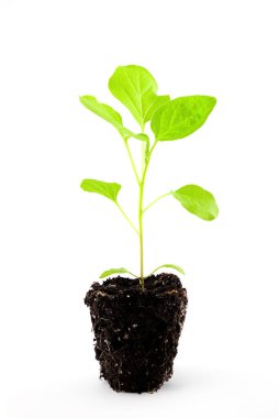 Yerdeki patlıcan tohumları, kök sistemli saksısız fotoğraf, beyaz arka planda yakın plan, yan görüş.