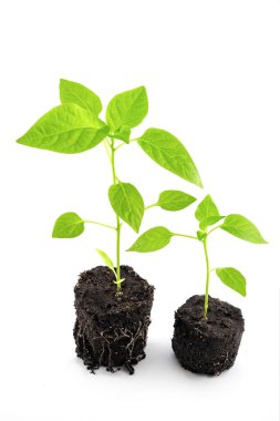 tatlı biber ve biber tohumları toprakta, kök sistemi olan saksısız fotoğraf, beyaz arka planda yakın plan, yan görüş