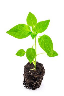 tatlı biber ve biber tohumları toprakta, kök sistemi olan saksısız fotoğraf, beyaz arka planda yakın plan, yan görüş