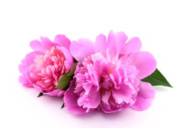 two blooming pink peonies and green leaves, close-up, on a white background