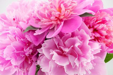 bouquet of pink peonies close-up, top view, for wallpapers and backgrounds