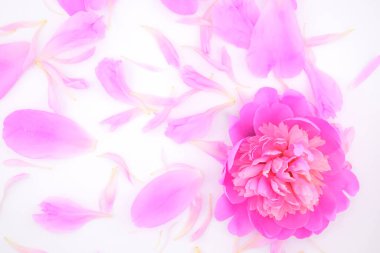 pink peony petals close-up one peony bud, on a white background, for backgrounds and wallpapers