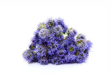 globularia caerulea, mavi kır çiçeği buketi, tıbbi bitki, yakın plan, beyaz arka plan, makro fotoğrafçılık