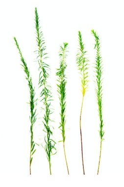 Taze biberiye, yeşillik, yakın çekim, makro fotoğrafçılık, beyaza izole edilmiş, üst manzara.