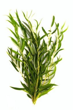 Ağlayan söğüt yapraklı bir buket, beyaz arka planda klitoris, yakın plan, üst manzara