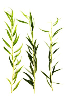 Ağlayan söğüt yapraklı dallar, beyaz arka planda klipsli sanat, yakın plan, üst görünüm