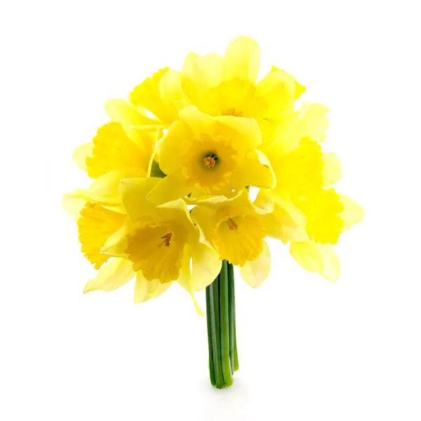 Güzel bir buket bahar çiçeği narin çiçekler sarı nergis, açık sarı bahar çiçekleri güzel, zarif bir buket, beyaz arka planda izole edilmiş klipsli sanat, yakın plan görüntüsü
