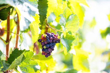 bir bağ içinde olgunlaşmış mavi üzüm