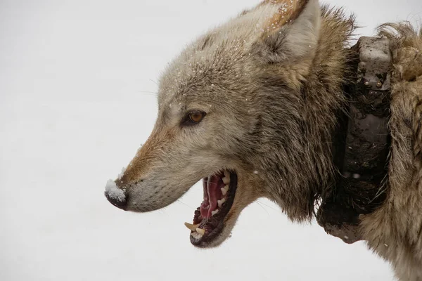 雪の中の狼のプロフィール — ストック写真