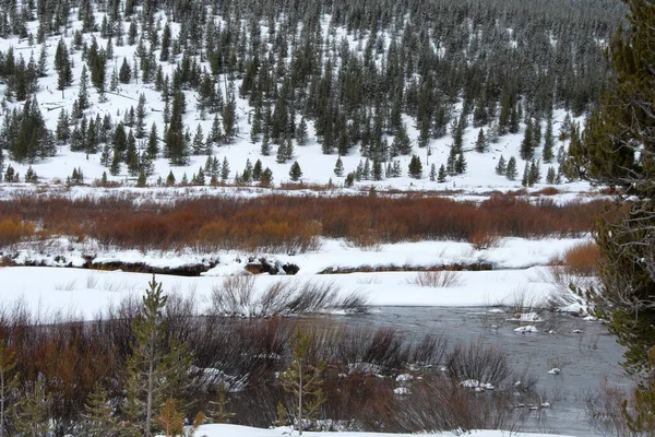 Zima Parku Narodowym Yellowstone — Zdjęcie stockowe