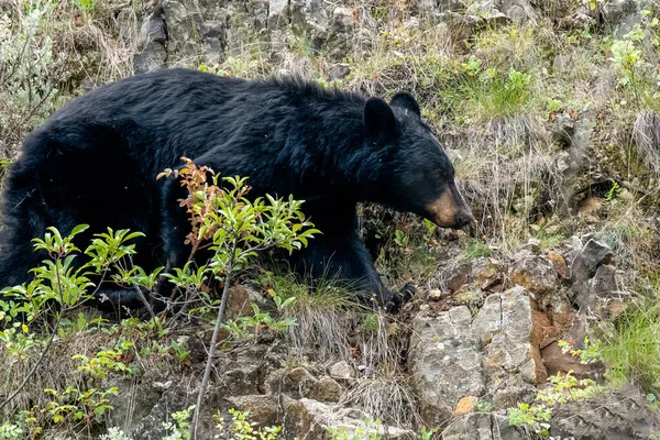 黑熊沿着小山散步 免版税图库图片