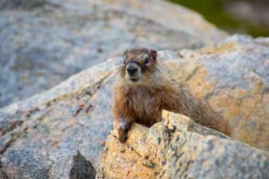 Marmot, Montana, Beartooth otoyolu boyunca kayalıklarda poz veriyor..