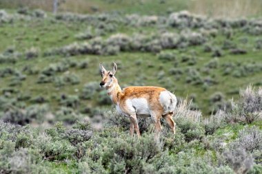 Yellowstone Ulusal Parkı 'ndaki Lamar Vadisi' nde bir tarlada duran at..