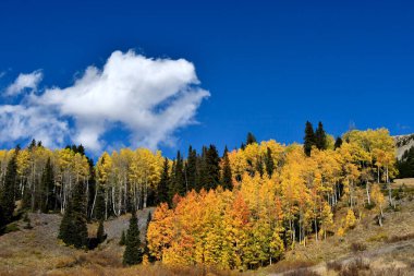 Sonbaharda Altın Aspens.