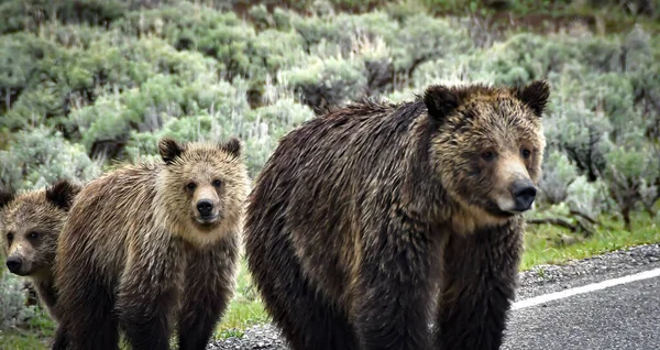 Ibu Beruang Dan Dua Anaknya Menyeberang Jalan — Stok Foto