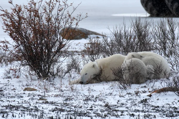 Eisbärenmutter Und Jungtier Machen Ein Nickerchen — Stockfoto
