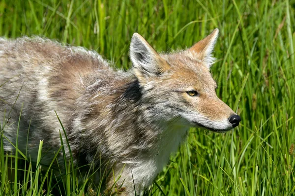 Coyote Field Green Grass Yellowstone National Park — Stock Photo, Image
