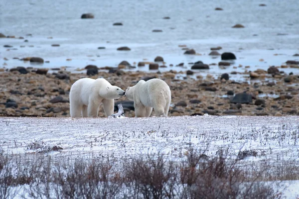 Deux Ours Blancs Près Churchill Canada — Photo