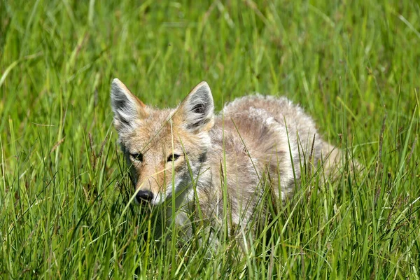 Kojote Auf Einer Grünen Wiese Yellowstone Nationalpark — Stockfoto