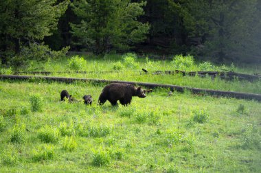Anne ayı ve iki yavru Yellowstone Ulusal Parkı 'ndaki bir çayırda yürüyor..