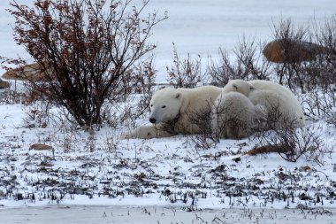 Mom and cub polar bear resting near Churchill, Canada. clipart