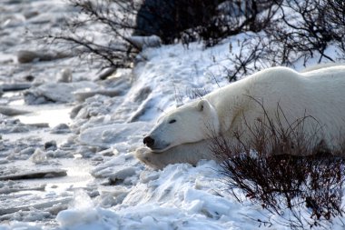 Polar Bear taking a nap near Churchill, Canada. clipart