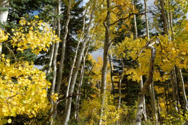 Sonbaharda Aspen Korusu.