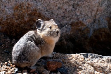 Beartooth Otobanı 'ndaki Şirin Pika.