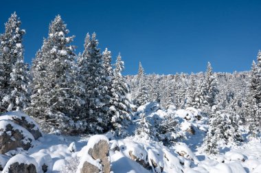 Yellowstone Ulusal Parkı 'nda çam ağaçları karla kaplandı.