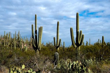 Saguaro kaktüsü Saguaro Ulusal Parkı, Arizona.