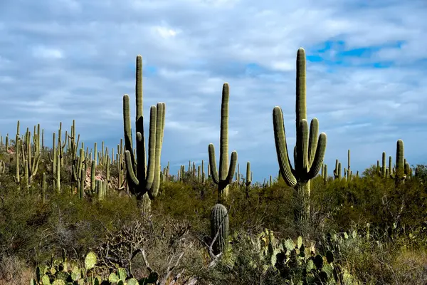 Saguaro kaktüsü Saguaro Ulusal Parkı, Arizona.