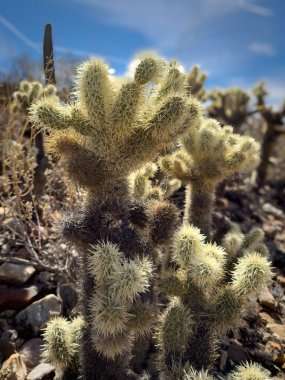 Tucson, Arizona, ABD yakınlarındaki Sonoran Çölü 'nün Tucson Dağları' nda parlayan arka aydınlık ayıcık cholla (Cylindropuntia bigelovii).