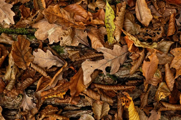 Rozkładanie Suszonych Liści Jesiennych Zbliżenie — Zdjęcie stockowe