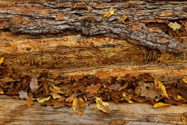 Çürüyen Bir Çam Gövdesini Kaplayan Sonbahar Ağacı Konsepti — Stok fotoğraf