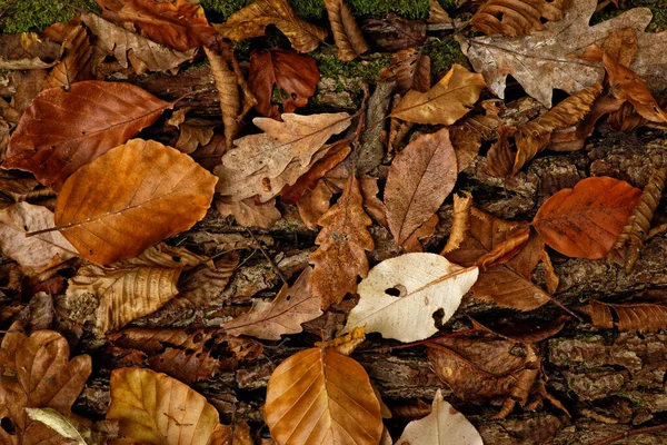 Kolory Liści Jesiennych Zespół Liści Jesiennych Zbliżenie — Zdjęcie stockowe